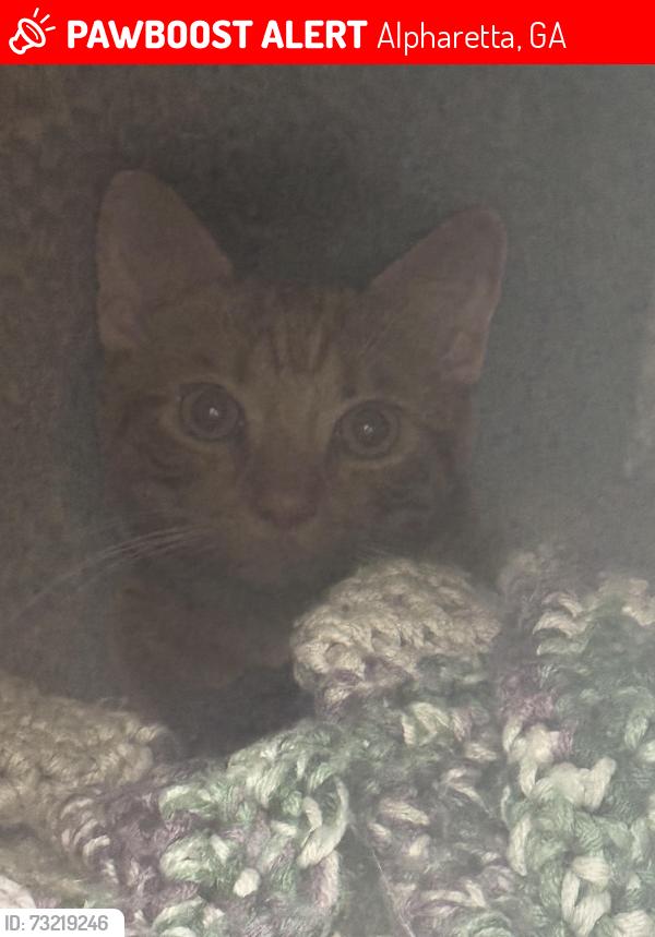 Lost Male Cat last seen Hwy 372 \ campground rd, Alpharetta, GA 30004