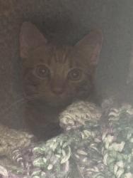 Lost Male Cat last seen Hwy 372 \ campground rd, Alpharetta, GA 30004
