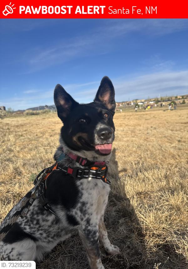 Lost Female Dog last seen Cochiti & North Fork, Santa Fe, NM 87508