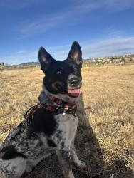 Lost Female Dog last seen Cochiti & North Fork, Santa Fe, NM 87508