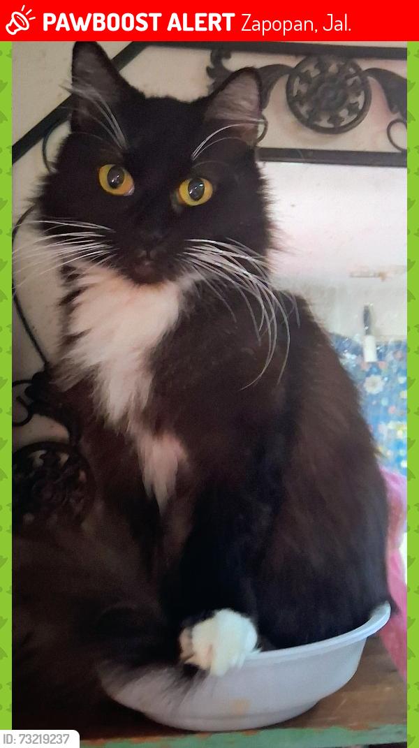 Lost Female Cat last seen Anaheim Katella/S Manchester Ave, Zapopan, Jal. 45010