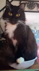 Lost Female Cat last seen Anaheim Katella/S Manchester Ave, Zapopan, Jal. 45010