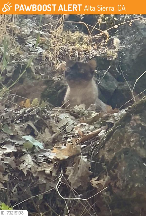 Found/Stray Unknown Cat last seen Keenan way, Alta Sierra, CA 95949