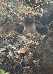 Found/Stray Unknown Cat last seen Keenan way, Alta Sierra, CA 95949
