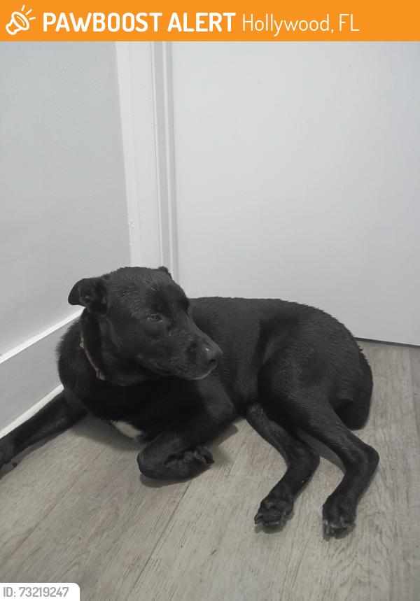 Found/Stray Male Dog last seen Stirling and Davie rd extension, Hollywood, FL 33024