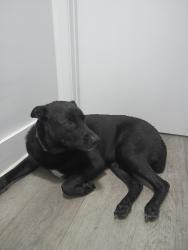 Found/Stray Male Dog last seen Stirling and Davie rd extension, Hollywood, FL 33024