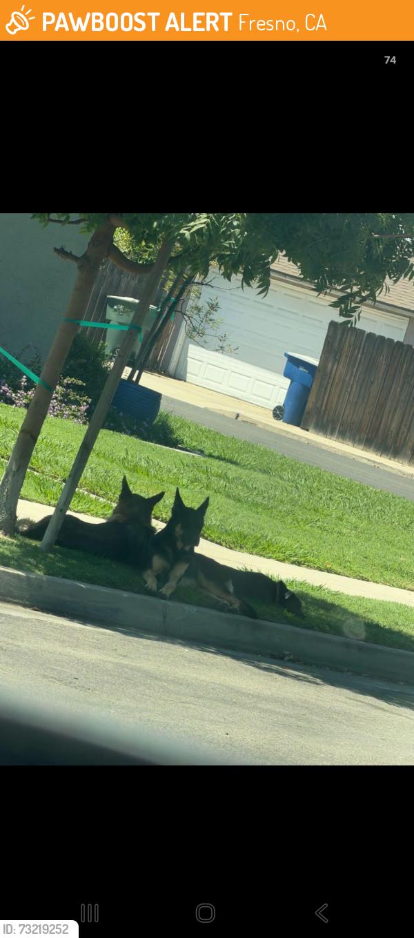 Found/Stray Unknown Dog last seen Andrews and Harrison, Fresno, CA 93704