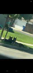 Found/Stray Unknown Dog last seen Andrews and Harrison, Fresno, CA 93704