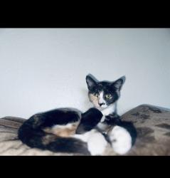 Reunited Female Cat last seen Pearl st & 6th ave, Tacoma, WA 98465
