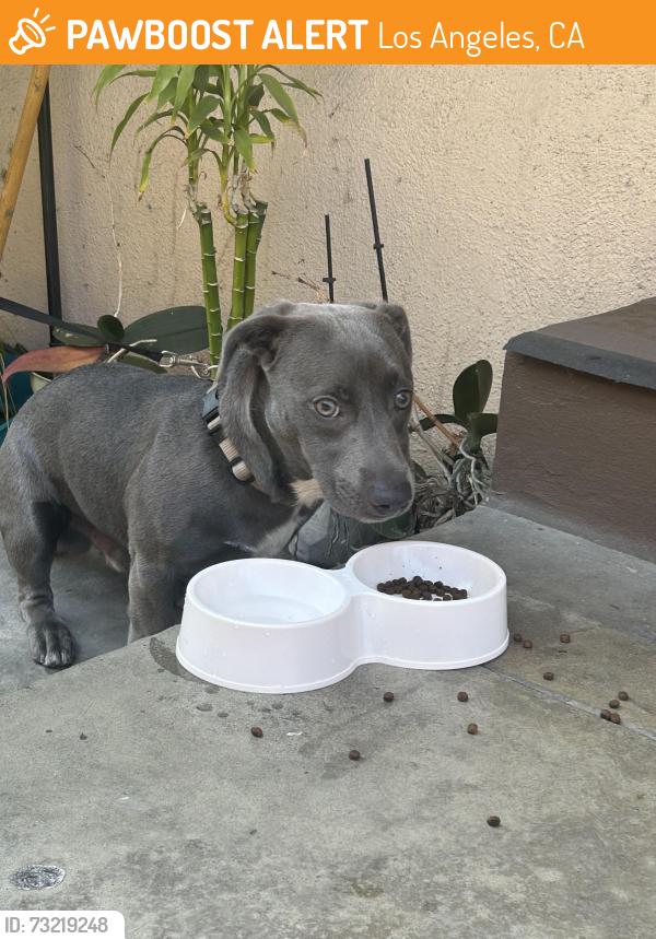 Found/Stray Male Dog last seen 8th and Crenshaw, Los Angeles 90005, Los Angeles, CA 90005