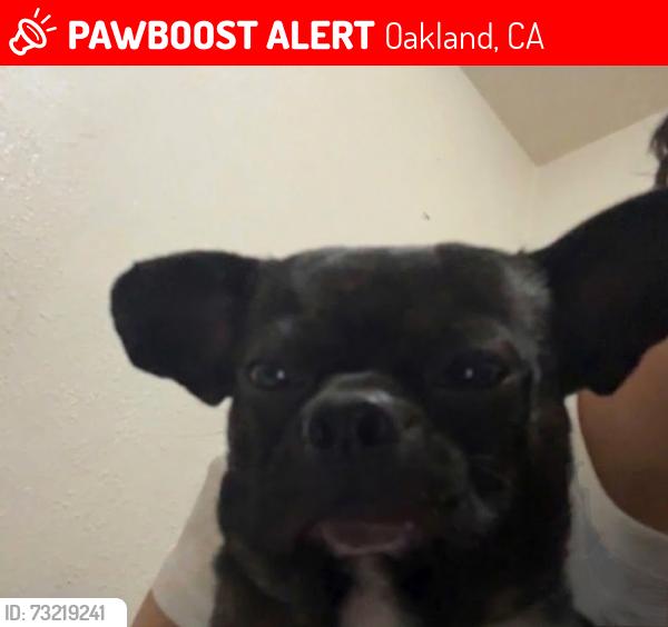 Lost Male Dog last seen Near 64th Ave, Oakland, CA 94621, Estados Unidos, Oakland, CA 94621