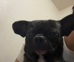 Lost Male Dog last seen Near 64th Ave, Oakland, CA 94621, Estados Unidos, Oakland, CA 94621