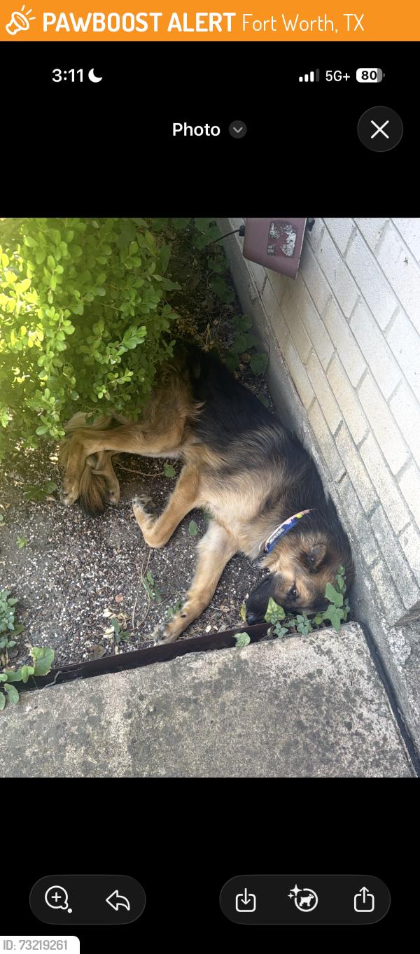 Found/Stray Unknown Dog last seen Admiralty way and westpoint, Fort Worth, TX 76108