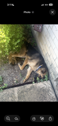 Found/Stray Unknown Dog last seen Admiralty way and westpoint, Fort Worth, TX 76108