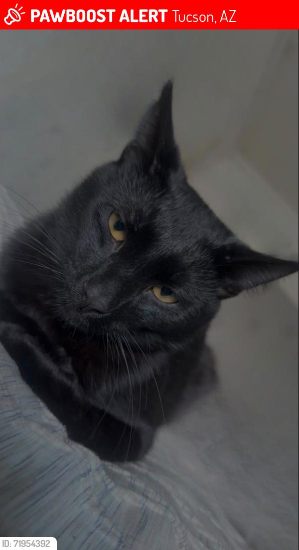Lost Male Cat last seen Caballo y sorrel lane, Tucson, AZ 85746