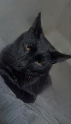 Lost Male Cat last seen Caballo y sorrel lane, Tucson, AZ 85746