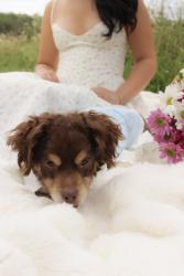 Reunited Male Dog last seen By westerly Dr 2 1 min from Dalton high school, Dalton, GA 30720