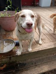 Reunited Male Dog last seen Willow ave, Chattanooga, TN 37404