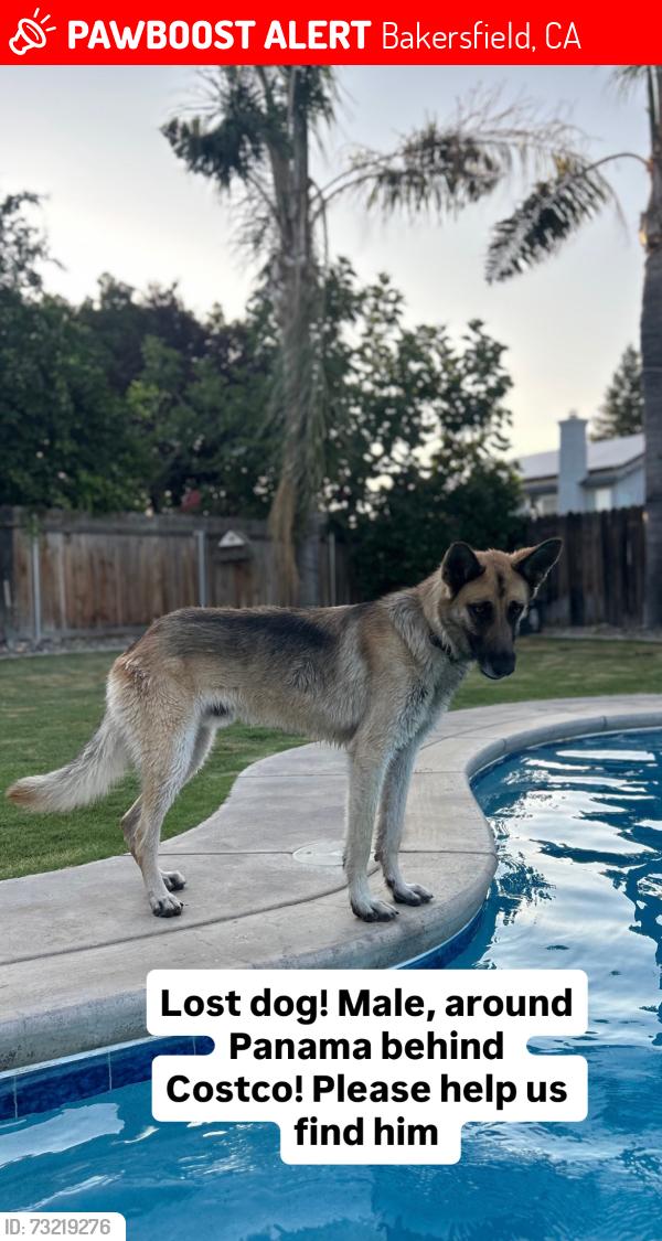 Lost Male Dog last seen Panama, Bakersfield, CA 93313