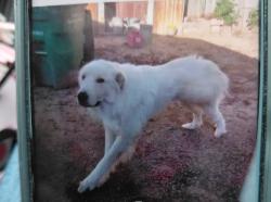 Reunited Male Dog last seen Near Eisenhauer Rd, San Antonio, TX 78218, USA, San Antonio, TX 78218