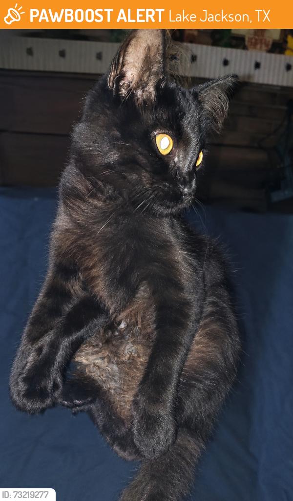 Found/Stray Male Cat last seen Cypress St, Lake Jackson, TX 77566