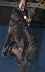 Found/Stray Male Cat last seen Cypress St, Lake Jackson, TX 77566
