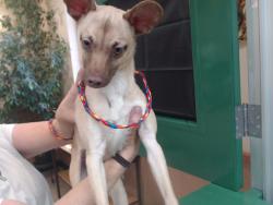 Shelter Stray Male Dog last seen Near E 4TH ST, RENO NV 89512, 2825 Longley Ln Suite A, Reno, NV 89502, USA