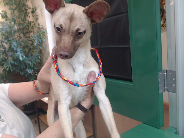 Shelter Stray Male Dog last seen Near E 4TH ST, RENO NV 89512, 2825 Longley Ln Suite A, Reno, NV 89502, USA