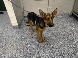 Shelter Stray Male Dog last seen Near BLOCK E SOLAR CT, INDIO CA 92201, 72050 Pet Land Pl, Thousand Palms, CA 92276, USA