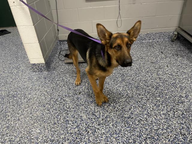 Shelter Stray Male Dog last seen Near BLOCK E SOLAR CT, INDIO CA 92201, 72050 Pet Land Pl, Thousand Palms, CA 92276, USA