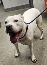 Shelter Stray Female Dog last seen Near BLOCK SLAUGHTER RD, 4950 SW Triana Blvd, Huntsville, AL 35805, USA