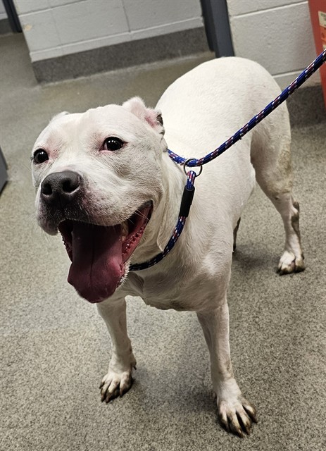 Shelter Stray Female Dog last seen Near BLOCK SLAUGHTER RD, 4950 SW Triana Blvd, Huntsville, AL 35805, USA
