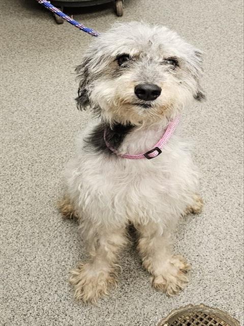 Shelter Stray Female Dog last seen Near BLOCK HARNESS DR, 4950 SW Triana Blvd, Huntsville, AL 35805, USA