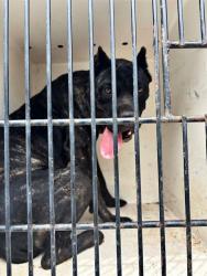 Shelter Stray Male Dog last seen MASTIN LAKE WAY NW, 4950 SW Triana Blvd, Huntsville, AL 35805, USA