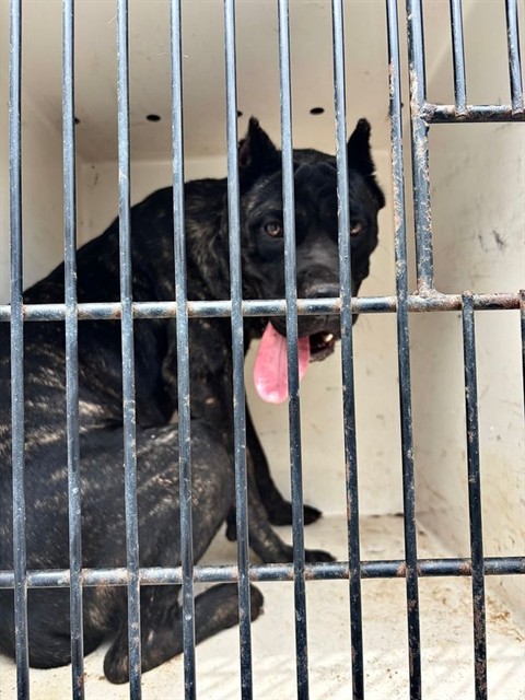 Shelter Stray Male Dog last seen MASTIN LAKE WAY NW, 4950 SW Triana Blvd, Huntsville, AL 35805, USA