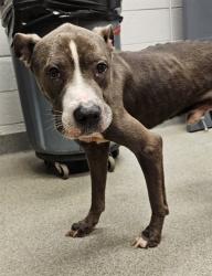 Shelter Stray Male Dog last seen Near BLOCK STILWELL DR, 4950 SW Triana Blvd, Huntsville, AL 35805, USA