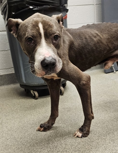 Shelter Stray Male Dog last seen Near BLOCK STILWELL DR, 4950 SW Triana Blvd, Huntsville, AL 35805, USA