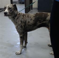 Shelter Stray Female Dog last seen Near BLOCK ROMIE ST, 4704 Corporation Dr, Fayetteville, NC 28306, USA