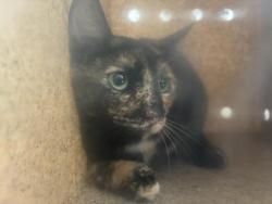 Shelter Stray Female Cat last seen Near BLOCK TREEHOUSE, 227 N D St, Perris, CA 92570, USA