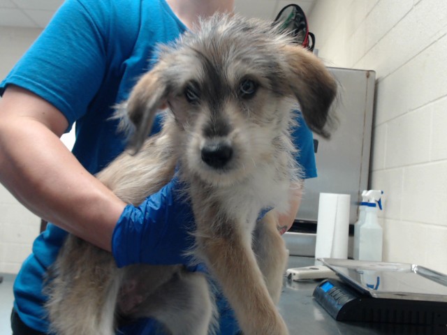 Shelter Stray Female Dog last seen Near BRAGG BLVD, FAYETTEVILLE NC 28301, 4704 Corporation Dr, Fayetteville, NC 28306, USA