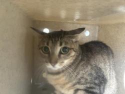 Shelter Stray Female Cat last seen Near BLOCK HAWTHORNE, 227 N D St, Perris, CA 92570, USA