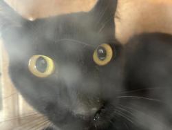 Shelter Stray Unknown Cat last seen Near BLOCK HAWTHORNE, 227 N D St, Perris, CA 92570, USA