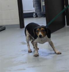 Shelter Stray Male Dog last seen Near JACOB ST, FAYETTEVILLE NC 28312, 4704 Corporation Dr, Fayetteville, NC 28306, USA
