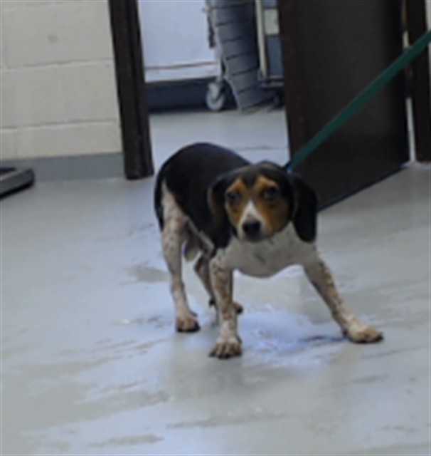 Shelter Stray Male Dog last seen Near JACOB ST, FAYETTEVILLE NC 28312, 4704 Corporation Dr, Fayetteville, NC 28306, USA