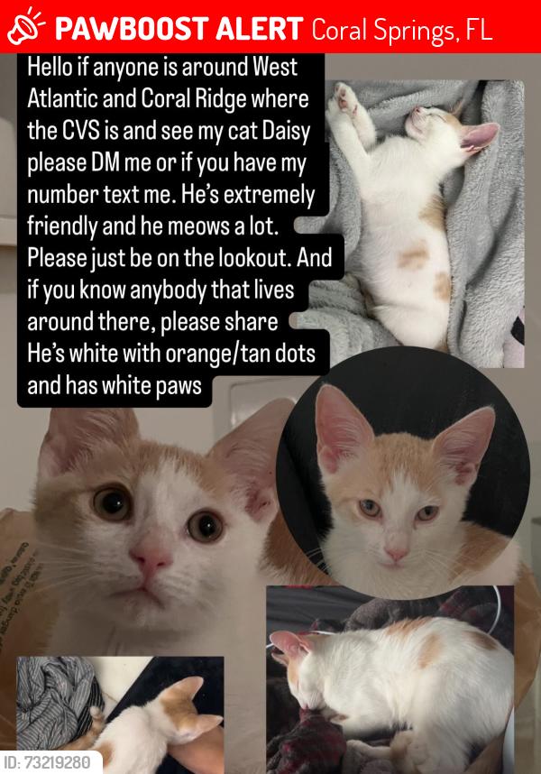Lost Male Cat last seen West Atlantic blvd and Coral Ridge drive the apmts next to Domino’s, Coral Springs, FL 33071
