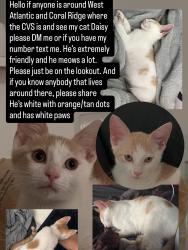Lost Male Cat last seen West Atlantic blvd and Coral Ridge drive the apmts next to Domino’s, Coral Springs, FL 33071