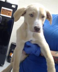 Shelter Stray Male Dog last seen Near BLOCK CEDAR CREEK RD, FAYETTEVILLE NC 28312, 4704 Corporation Dr, Fayetteville, NC 28306, USA
