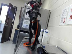 Shelter Stray Male Dog last seen Near 301, HOPE MILLS NC 28348, 4704 Corporation Dr, Fayetteville, NC 28306, USA