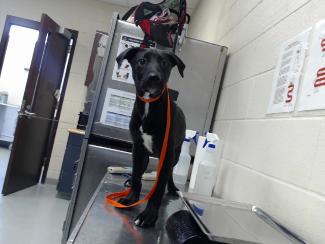 Shelter Stray Male Dog last seen Near 301, HOPE MILLS NC 28348, 4704 Corporation Dr, Fayetteville, NC 28306, USA
