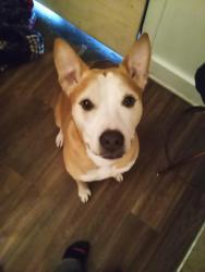 Reunited Male Dog last seen Nolensville Pike, Nashville, TN 37243